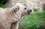 brown bear
