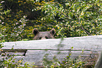 brown bear