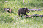 brown bears