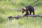brown bears