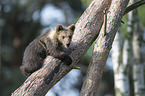 brown bear
