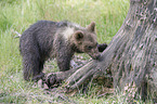 brown bear