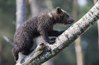 brown bear