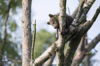 brown bear