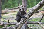 brown bear