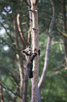 brown bear