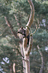 brown bear