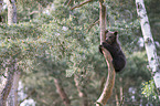brown bear