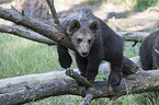 brown bear