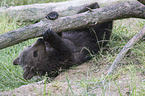 brown bear