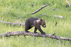 brown bear
