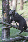 brown bear