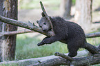 brown bear