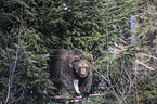 brown bear