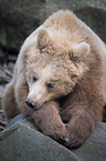 european brown bear