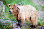 brown bear