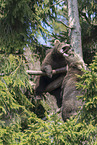 young common bears