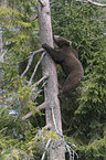 young common bear