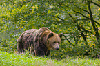 brown bear