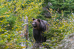 brown bear