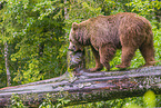 common bear