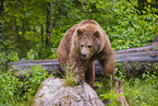 common bear