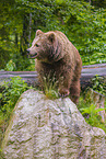 common bear