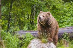 common bear
