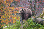 brown bear