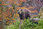 brown bear