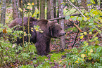 brown bear