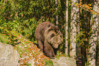 brown bear