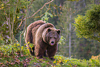 brown bear