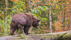 brown bear
