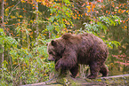 brown bear