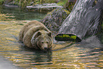 brown bear