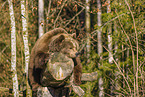 brown bear