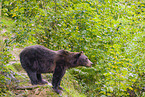 brown bear