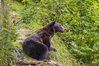 brown bear