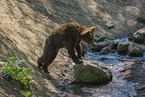 young brown bear