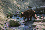 young brown bear