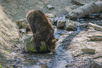 young brown bear