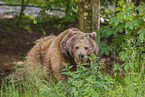 brown bear