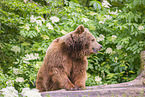 brown bear