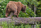 brown bear