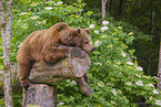 brown bear