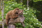 brown bear
