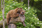 brown bear