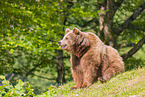 brown bear