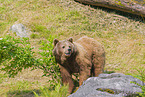 brown bear